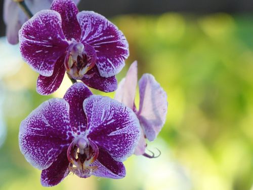 Šviesa, Orchidėja, Drugelis Falklando Salose, Pavasaris, Violetinė, Žydėjimas