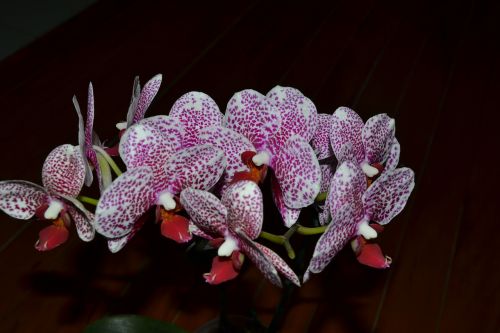 Orchidėja, Gėlės, Violetinė Orchidėja, Gėlė, Orchidinė Rožinė, Alyvinė Orchidėja