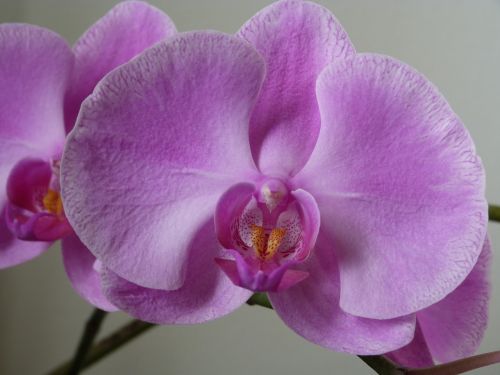 Orchidėja, Orchidaceae, Orchidėjų Melas, Phalaenopsis