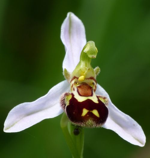 Orchidėja, Bitės Ragwurz, Gėlė, Gamta