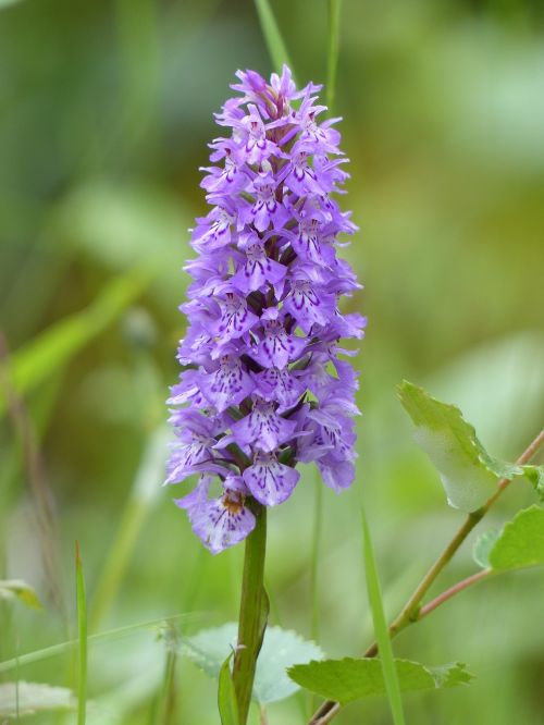 Orchidėja, Laukinė Gėlė