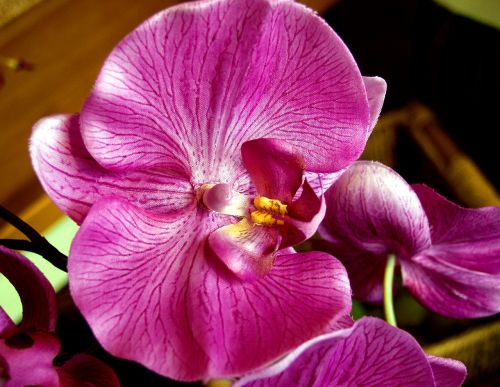 Orchidėja, Raudona, Šviežias, Gėlė, Gėlių, Egzotiškas, Žiedlapis, Atogrąžų
