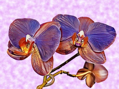 Orchidėja, Gėlė, Violetinė, Augalas, Flora