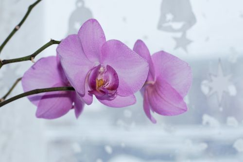 Orchidėja, Graži Gėlė, Flora, Žydėti