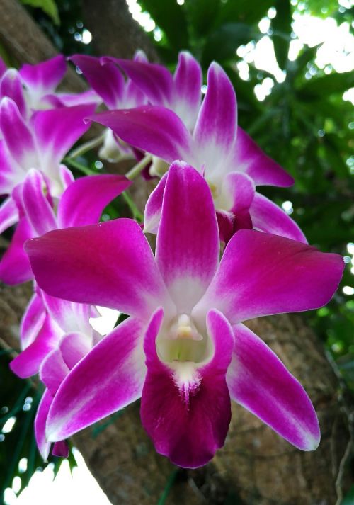 Orchidėja, Žiedas, Violetinė, Orchidėjų Mėnuo, Gamta, Gėlės, Augalas, Sodas, Dekoratyviniai Augalai