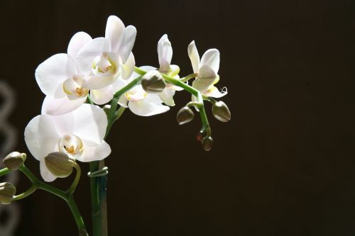 Orchidėja, Pumpurai, Atogrąžų, Phalaenopsis, Botanikos, Žydi, Dekoratyvinis