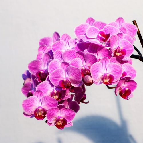 Orchidėja, Rožinis, Gėlė, Dramatiška Šviesa