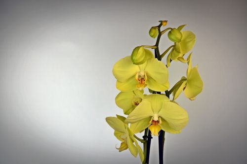 Orchidėja, Gėlė, Žiedas, Žydėti, Geltona, Egzotiškas, Augalas, Žalias