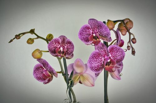 Orchidėja, Gėlė, Žiedas, Žydėti, Balta Violetinė, Violetinė, Egzotiškas, Augalas