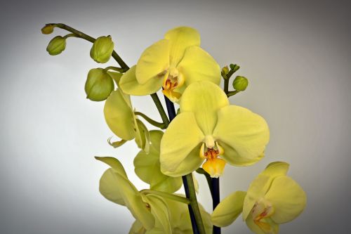 Orchidėja, Gėlė, Žiedas, Žydėti, Geltona, Egzotiškas, Augalas, Žalias