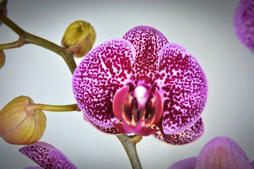 Orchidėja, Gėlė, Žiedas, Žydėti, Balta Violetinė, Violetinė, Egzotiškas, Augalas