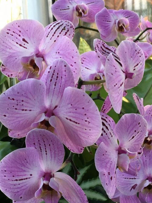 Orchidėja, Violetinė, Gėlė