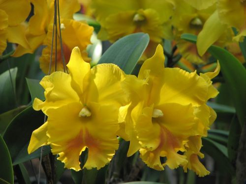 Orchidėja, Gėlės, Geltona, Žydintoji Katė