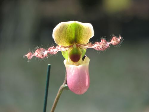 Orchidėja, Gėlės, Šlepetė Gėlė
