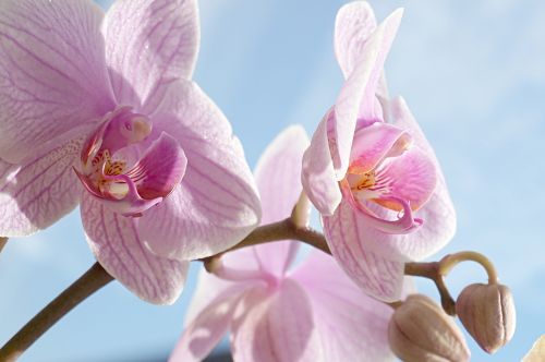 Orchidėja, Rožinis, Žiedas, Žydėti, Atogrąžų, Phalaenopsis, Flora