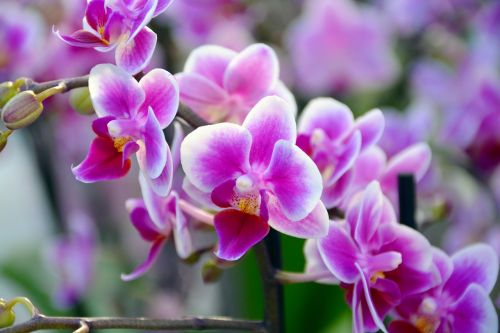 Orchidėja, Gėlė, Žiedas, Žydėti, Balta Violetinė, Gamta, Augalas, Žiedlapiai, Flora, Uždaryti