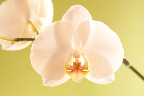Orchidėja, Žiedas, Žydėti, Balta, Gėlė, Augalas, Phalaenopsis, Gamta