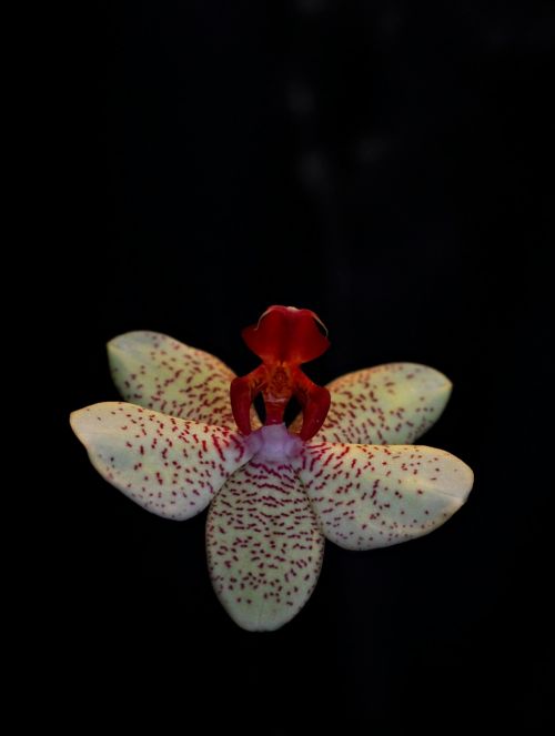 Orchidėja, Gėlė, Balerina, Augalas