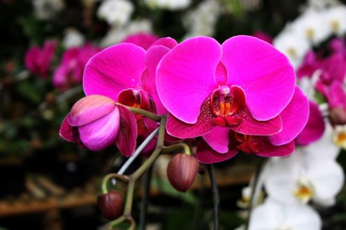 Orchidėja, Rožinė Gėlė, Violetinė, Flora, Žiedas