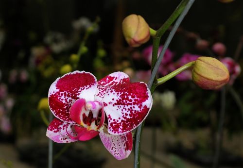 Orchidėja, Maroon, Augalas, Gėlė