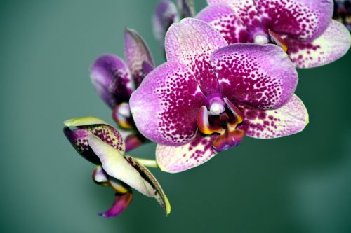Orchidėja, Žiedas, Žydėti, Gėlė, Balta Violetinė, Violetinė, Violetinė, Žalias, Orchidėjų Pieva, Uždaryti, Pelkė Gigantea, Gražus, Orchidėjų Gėlė