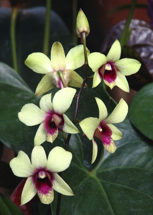 Orchidėja, Gėlė, Flora, Žydėti