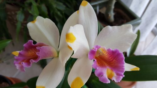 Orchidėja, Cattela, Ramiojo Vandenyno Vaivorykštė