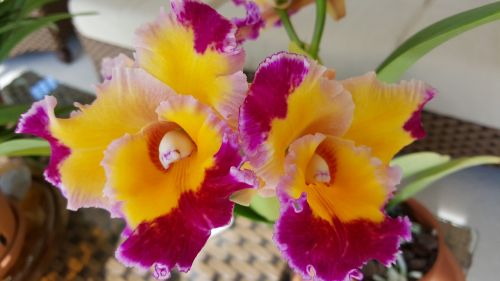 Orchidėja, Dick Smith, Cattela