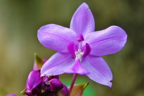 Orchidėja, Violetinė Orchidėja, Sodas, Šri Lanka, Mawanella, Ceilonas