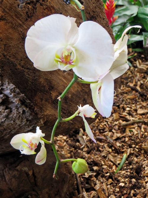 Orchidėja, Balta Gėlė, Cymbidium, Žydėjimas, Augalas, Žiedlapiai, Orchidaceae, Egzotiškas