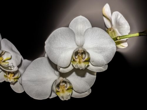 Orchidėja, Gėlė, Žiedas, Žiedlapis, Šviesus, Elegantiškas, Egzotiškas, Balta, Gamta