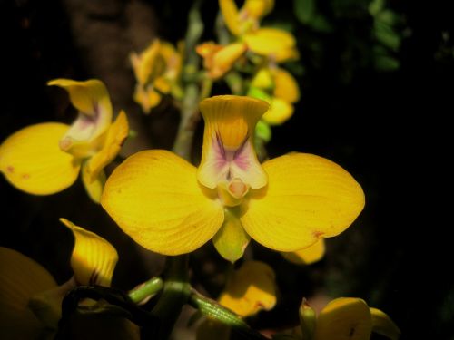 Orchidėja, Gėlė, Geltona, Šviesus, Subtilus, Egzotiškas