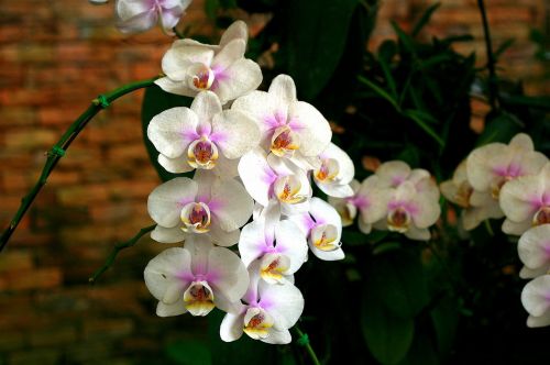 Orchidėja, Gėlė, Orchisa