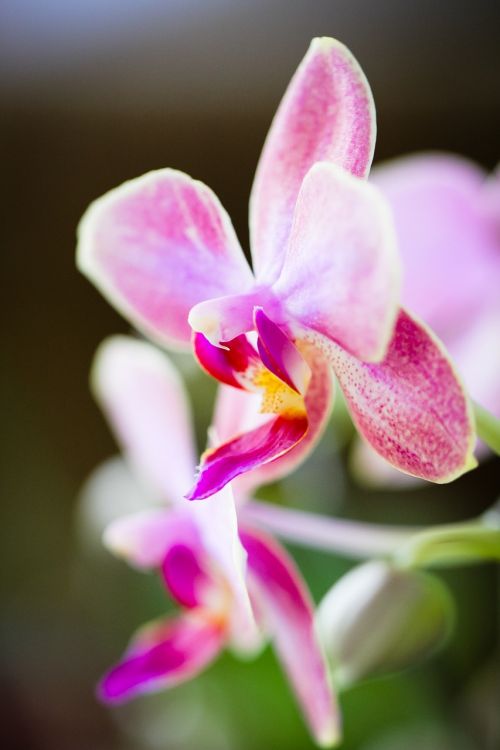 Orchidėja, Gėlė, Gamta, Rožinis