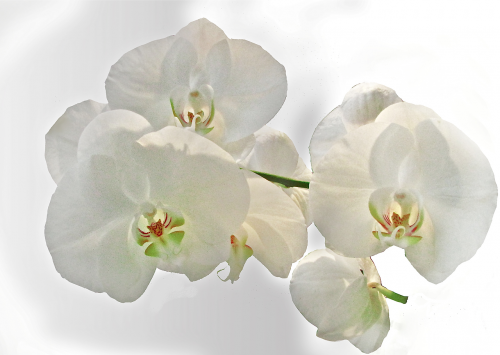 Orchidėja, Balta, Gėlė