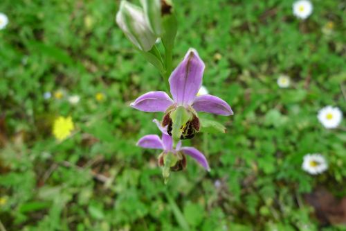 Orchidėja, Laukiniai, Gėlė