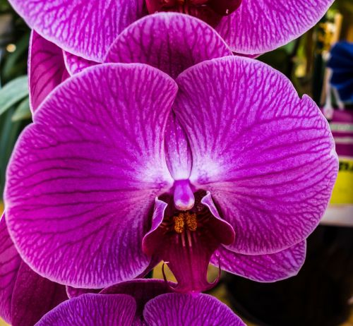 Orchidėja, Gėlė, Žiedas, Žydėti, Violetinė