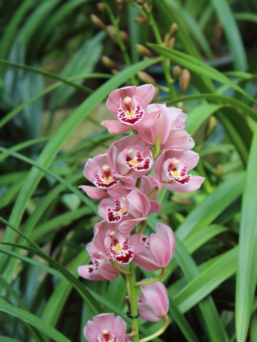 Orchidėja, Gėlė, Pavasaris