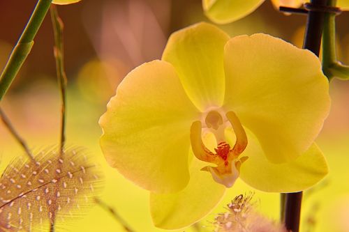 Orchidėja, Žiedas, Žydėti, Uždaryti, Orchidėjų Gėlė, Augalas, Geltona, Gėlė, Pavasaris