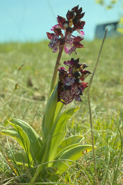 Orchidėja, Aveyron, Gėlė, Pavasaris