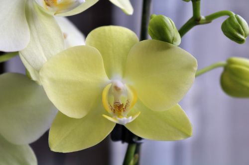 Orchidėja, Geltona, Augalas, Gėlės, Uždaryti, Makro, Phalaenopsis Orchidėja, Phalaenopsis, Kambarinis Augalas, Budas