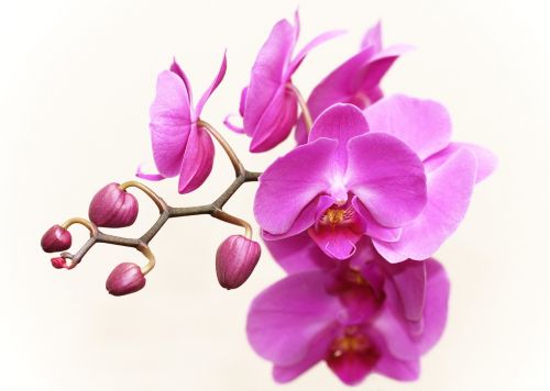 Orchidėja, Augalas, Gėlė, Žiedas, Žydėti, Žydėti, Uždaryti, Egzotiškas, Makro, Balta Violetinė