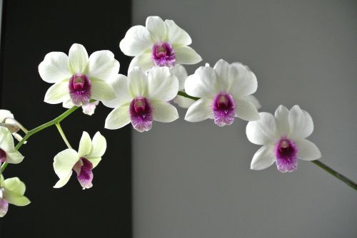 Orchidėja, Gėlė, Gražus Uostas