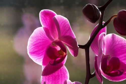 Orchidėja, Rožinis, Balta, Gėlė, Žiedas, Žydėti, Budas, Flora, Gamta, Karalienė Gėlių
