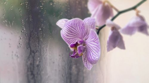 Orchidėja, Gėlė, Lašai