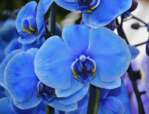 Orchidėja, Gėlė, Mėlynas, Graži, Pavasaris, Augalas, Žydėjimas, Mėlyna Orchidėja