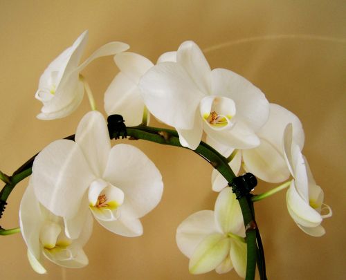 Orchidėja, Balta, Kambario Augalas