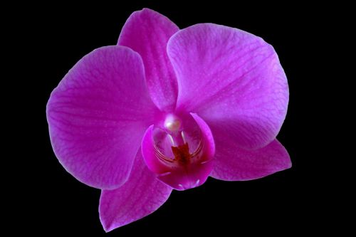 Orchidėja, Gėlė, Violetinė, Purpurinė Gėlė, Iš Arti