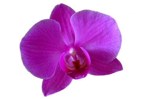 Orchidėja, Gėlė, Violetinė, Purpurinė Gėlė, Iš Arti