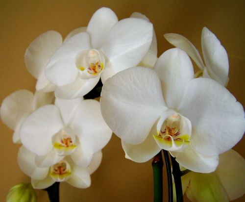 Orchidėja, Balta Gėlė, Kambario Augalas